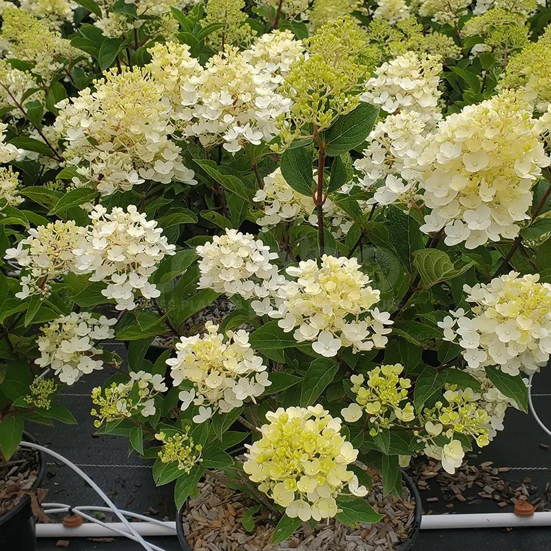 Hydrangea paniculata Living Colourful Cocktail® 'LCNO15'