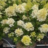 Hydrangea paniculata Living Colourful Cocktail® 'LCNO15'