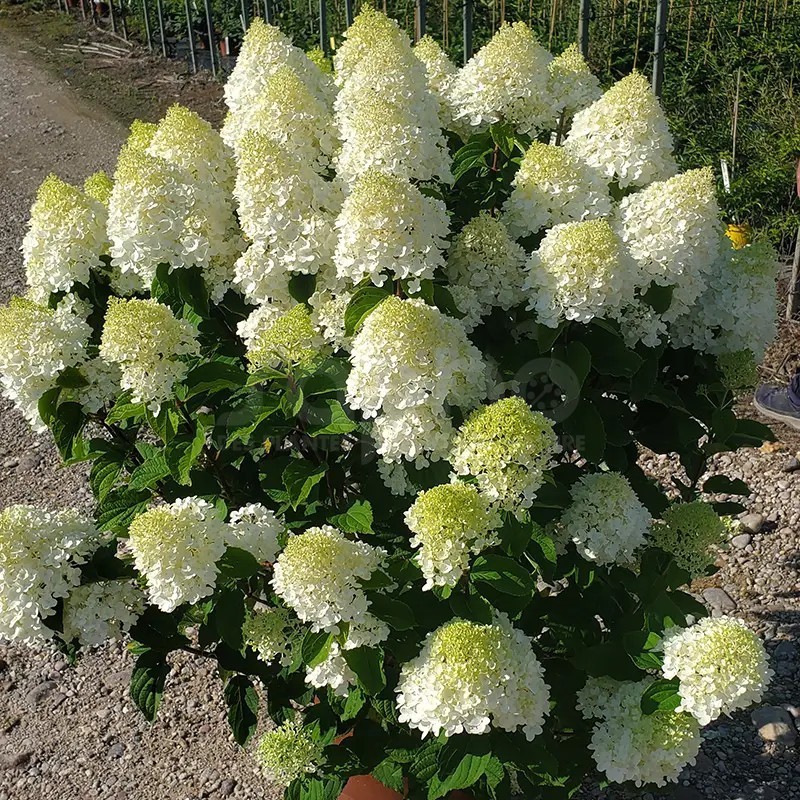 Hydrangea paniculata Living Sugar Rush® 'LCNO11'
