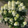 Hydrangea paniculata Living Sugar Rush® 'LCNO11'