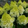 Hydrangea paniculata Living Sugar Rush® 'LCNO11'