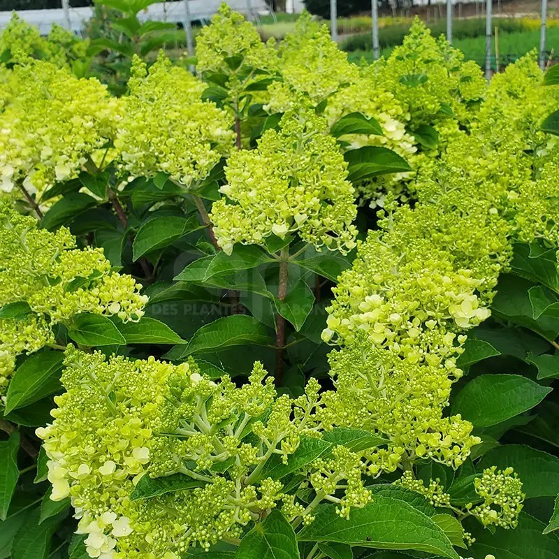 Hydrangea paniculata Living Pinky Promise® 'LCNO12'