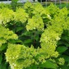 Hydrangea paniculata Living Pinky Promise® 'LCNO12'