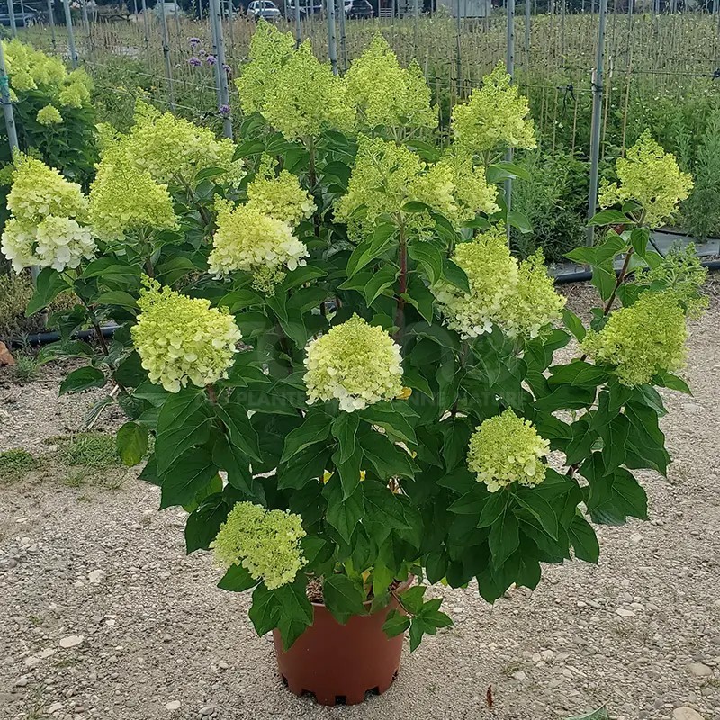 Hydrangea paniculata Living Pinky Promise® 'LCNO12'