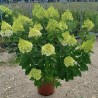 Hydrangea paniculata Living Pinky Promise® 'LCNO12'