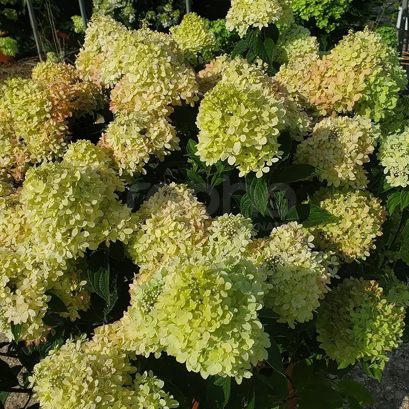 Hydrangea paniculata Living Little Love® 'LCNO20'