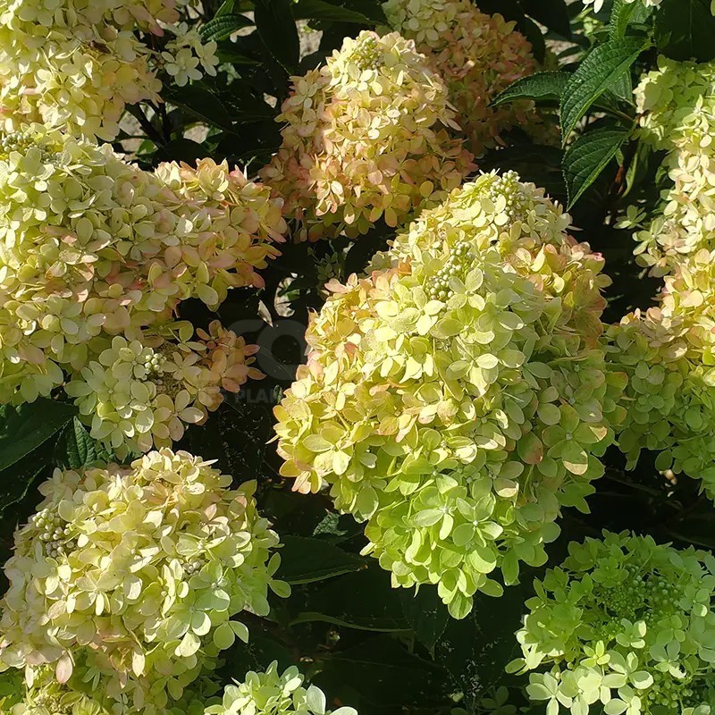 Hydrangea paniculata Living Little Love® 'LCNO20'