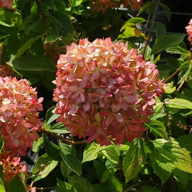 Hydrangea paniculata Living Little Love® 'LCNO20'