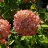 Hydrangea paniculata Living Little Love® 'LCNO20'