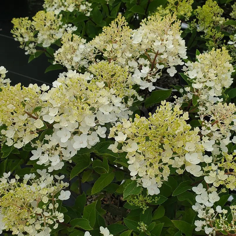 Hydrangea paniculata Living Little Rosy® 'LCNO16'