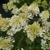 Hydrangea paniculata Living Little Rosy® 'LCNO16'
