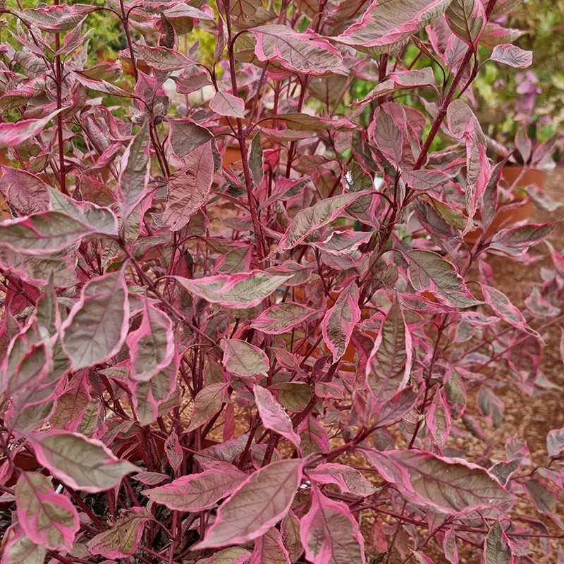 Cornus alba Miracle 'VERPAALEN2'