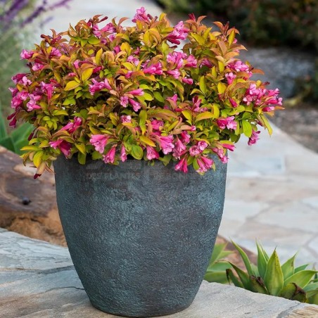 WEIGELA Prism® 'Magic Carpet'