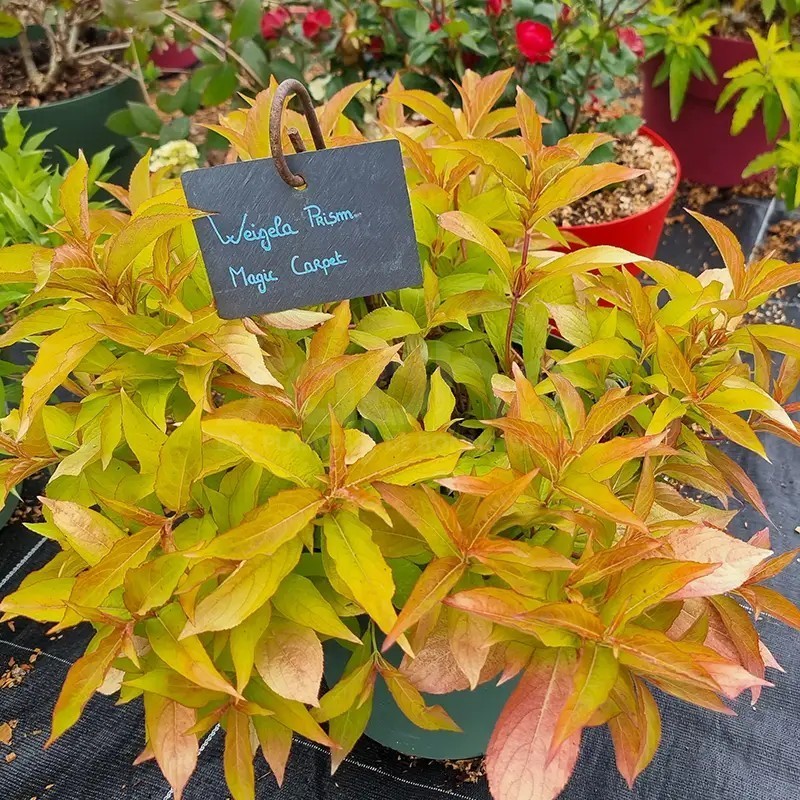 WEIGELA Prism® 'Magic Carpet'