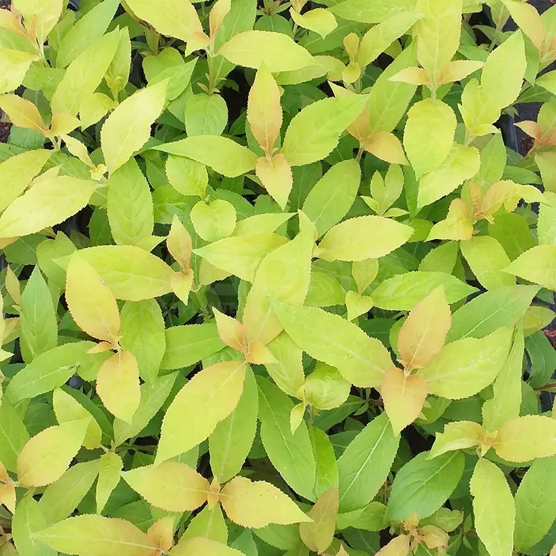WEIGELA Prism® 'Magic Carpet'
