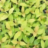 WEIGELA Prism® 'Magic Carpet'
