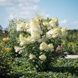 Hypericum x inodorum MAGICAL® Universe 'Kolmuni'