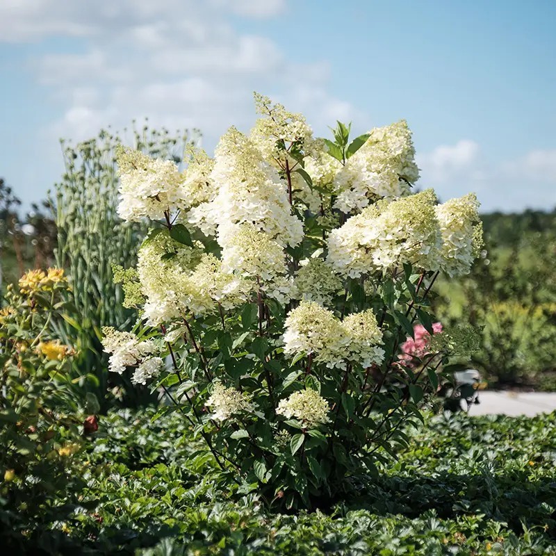 Hydrangea paniculata MAGICAL® Andes 'Bokomagande'