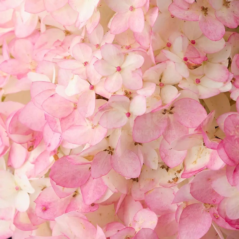 Hydrangea paniculata MAGICAL® Andes 'Bokomagande'