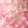 Hydrangea paniculata MAGICAL® Andes 'Bokomagande'