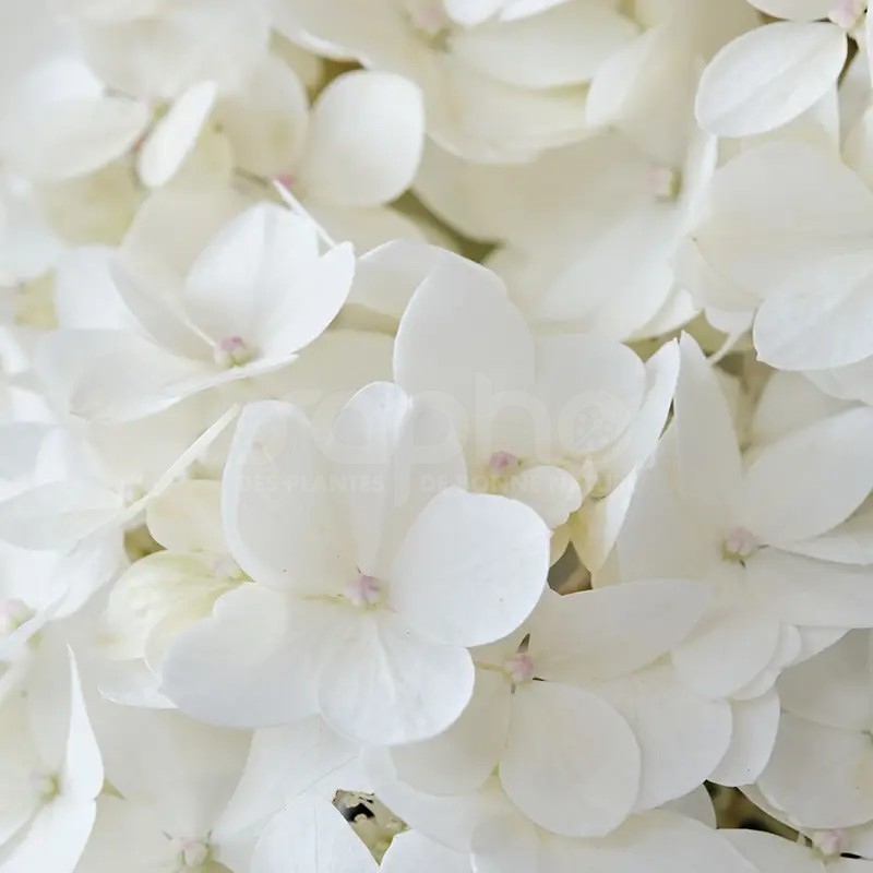 Hydrangea paniculata MAGICAL® Andes 'Bokomagande'