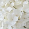 Hydrangea paniculata MAGICAL® Andes 'Bokomagande'