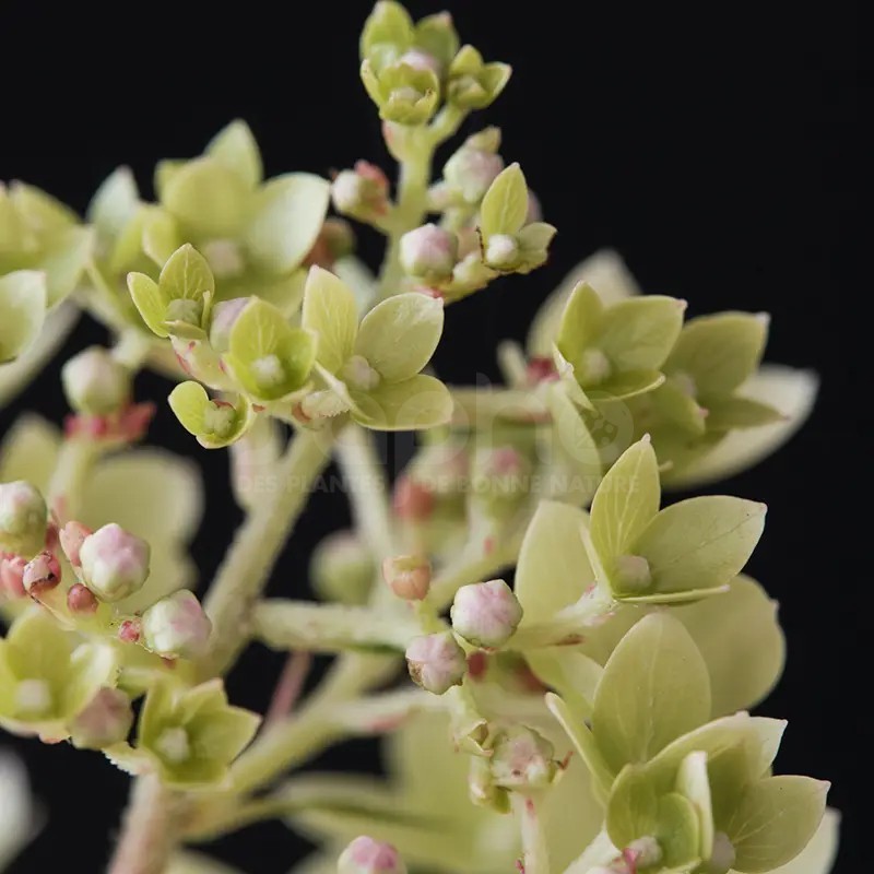 Hydrangea paniculata MAGICAL® Andes 'Bokomagande'