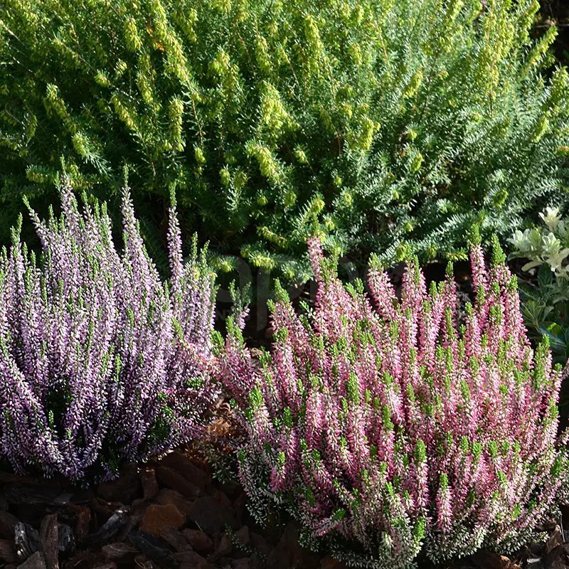 Calluna vulgaris GARDEN GIRLS®