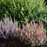 Calluna vulgaris GARDEN GIRLS®