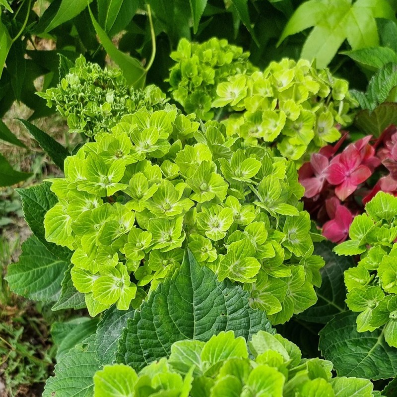 Hydrangea macrophylla Green EVER BELLES® 'Hortmagreclo'