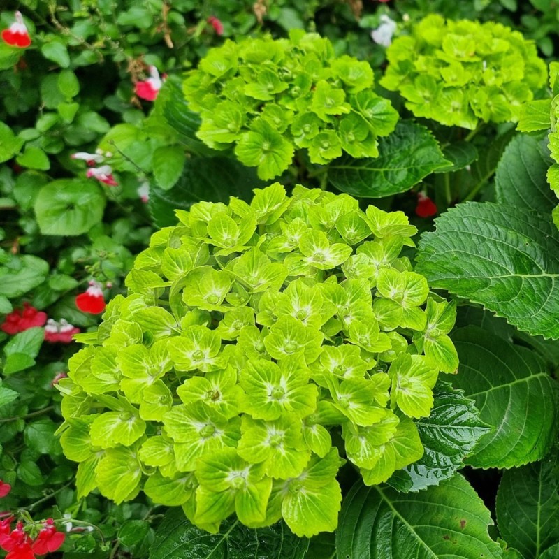 Hydrangea macrophylla Green EVER BELLES® 'Hortmagreclo'