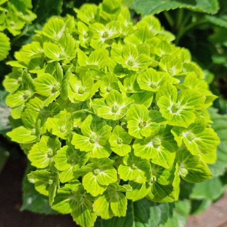 Hydrangea macrophylla Green EVER BELLES® 'Hortmagreclo'