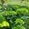 Hydrangea macrophylla Green EVER BELLES® 'Hortmagreclo'