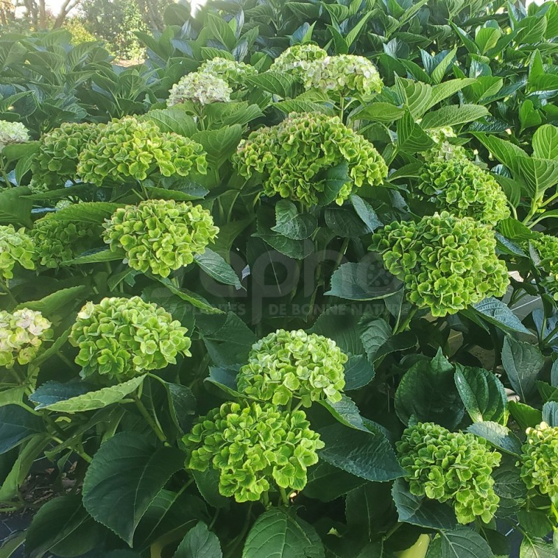 Hydrangea macrophylla Green EVER BELLES® 'Hortmagreclo'