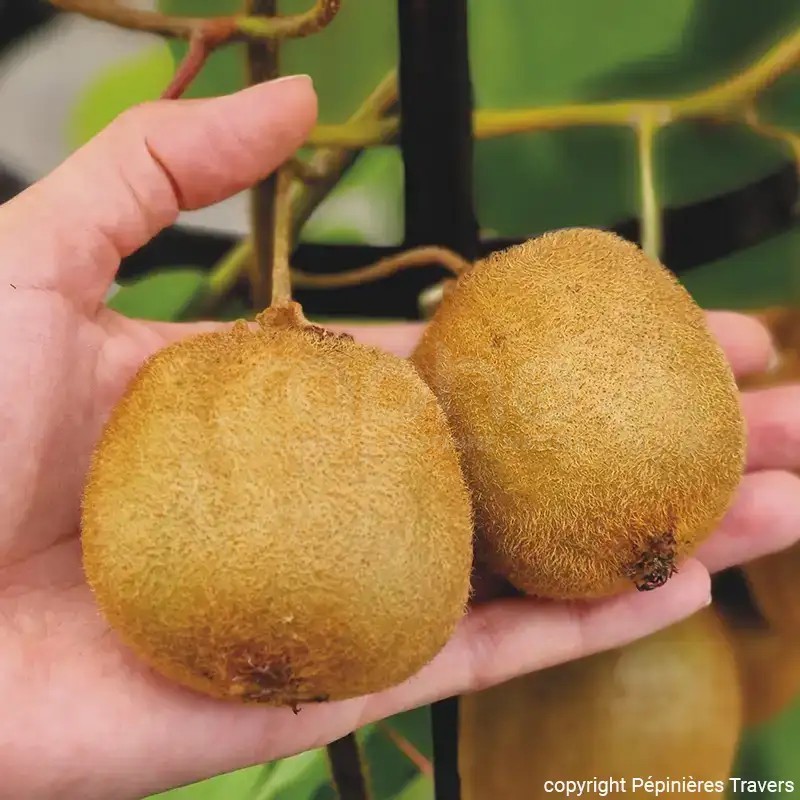 Actinidia deliciosa 'HERMA'