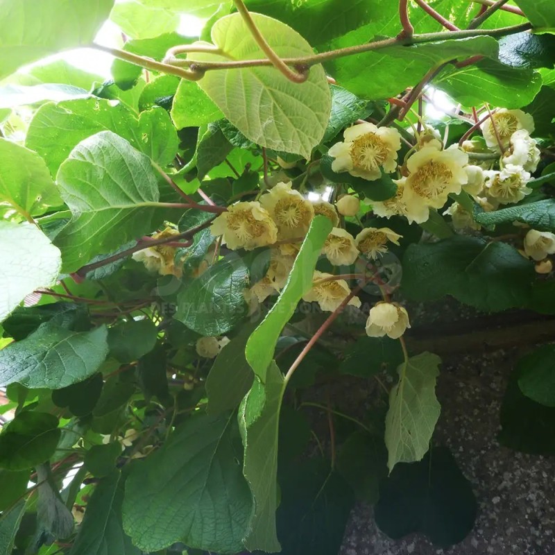 Actinidia deliciosa 'HERMA'