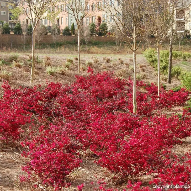 Loropetalum chinense EVER RED 'Chang Nian Hong'