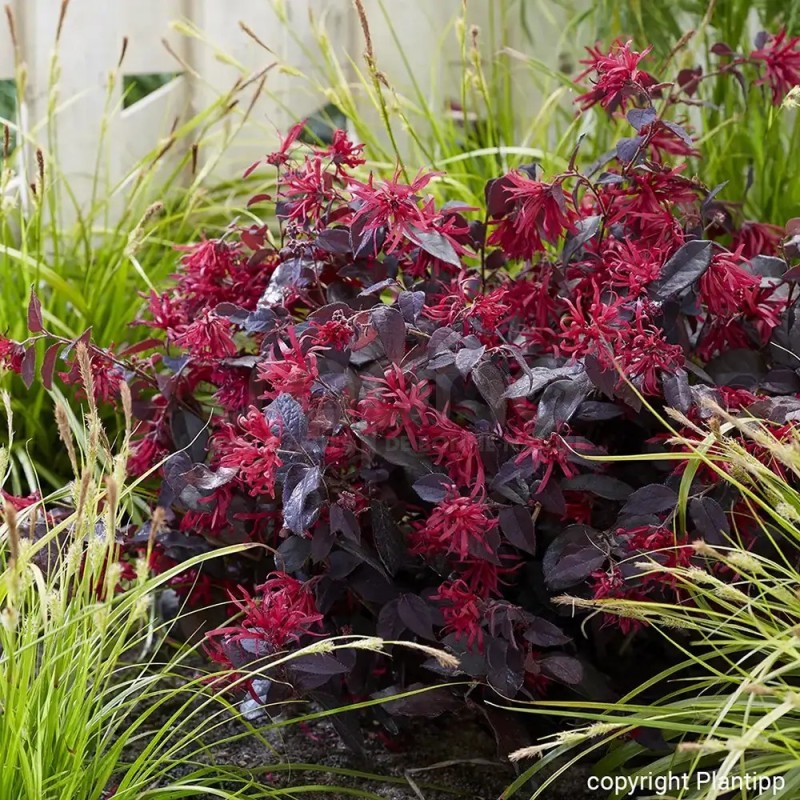 Loropetalum chinense EVER RED 'Chang Nian Hong'