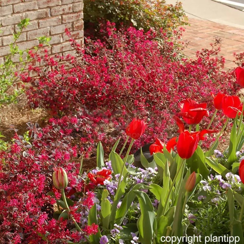 Loropetalum chinense EVER RED 'Chang Nian Hong'