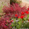 Loropetalum chinense EVER RED 'Chang Nian Hong'