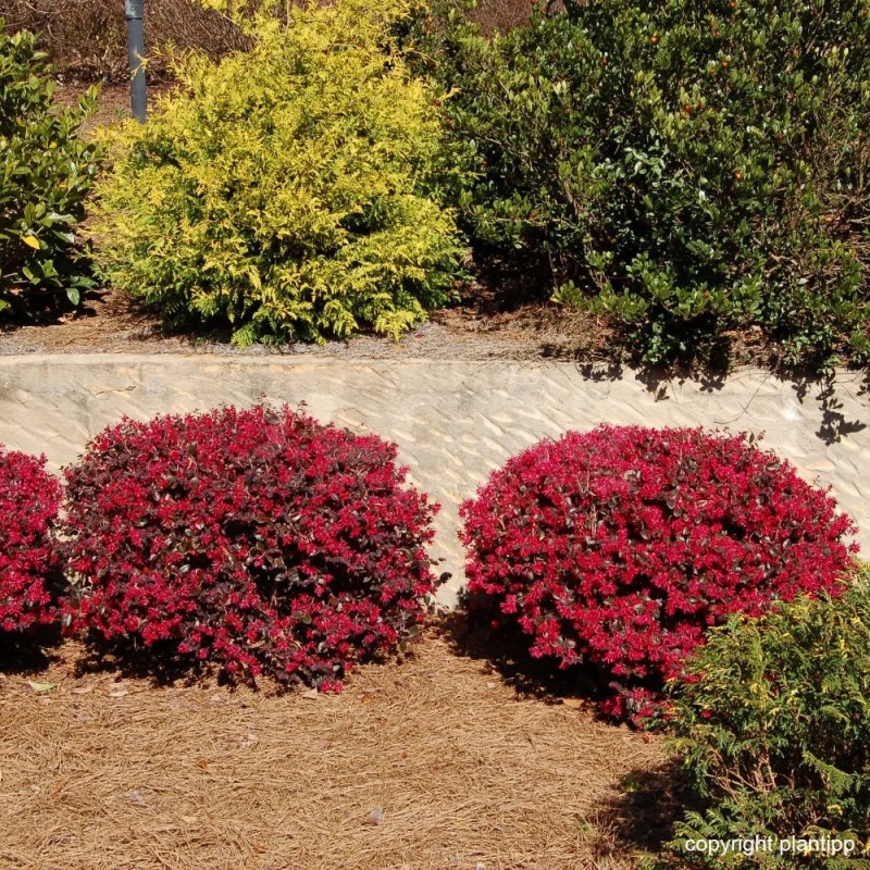 Loropetalum chinense EVER RED 'Chang Nian Hong'