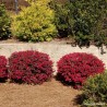 Loropetalum chinense EVER RED 'Chang Nian Hong'