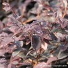 Loropetalum chinense EVER RED 'Chang Nian Hong'