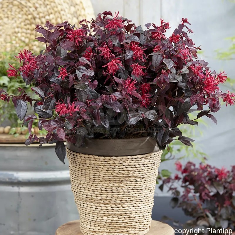 Loropetalum chinense EVER RED 'Chang Nian Hong'