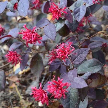 Loropetalum chinense EVER RED 'Chang Nian Hong'