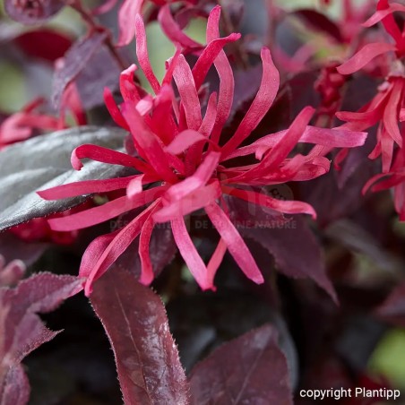 Loropetalum chinense EVER RED 'Chang Nian Hong'