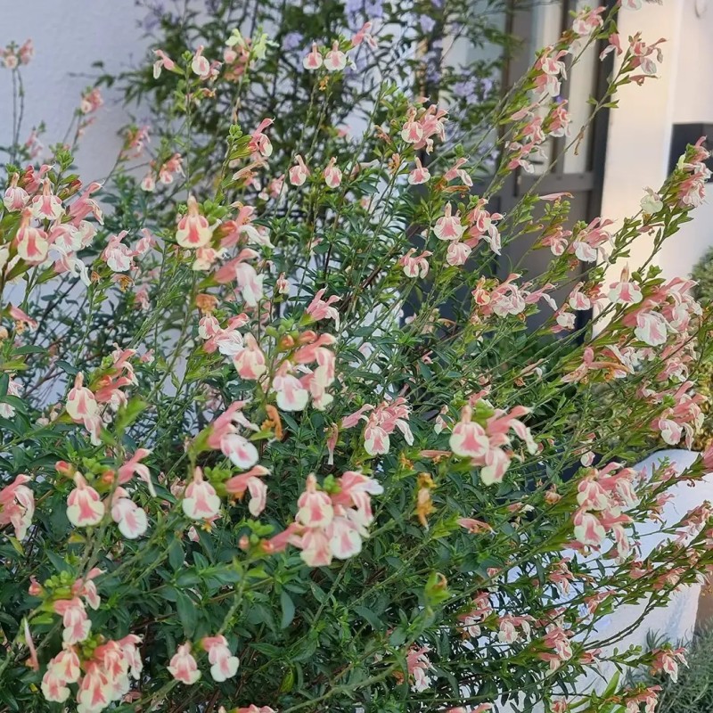 Salvia x jamensis BELLE DE LOIRE® 'BARSABEL'