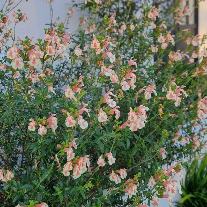 Sauge Belle de Loire Encore en fleurs mi octobre