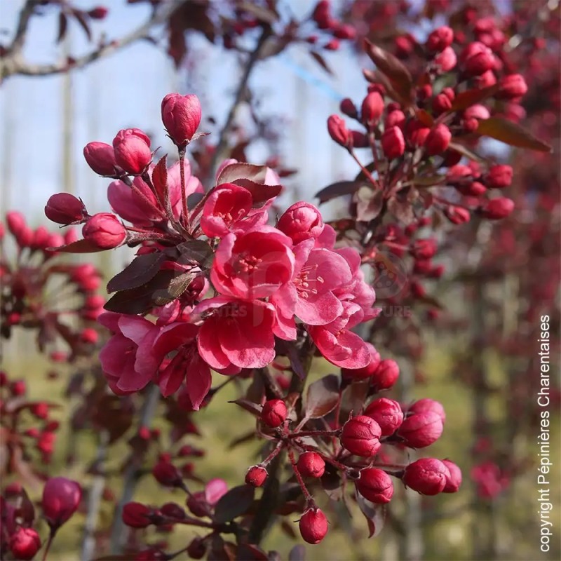 Malus x LE PHARE® 'RS-KRC'