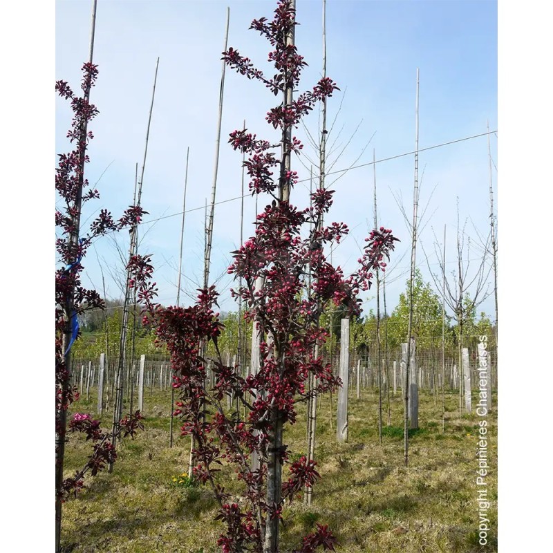 Malus x LE PHARE® 'RS-KRC'